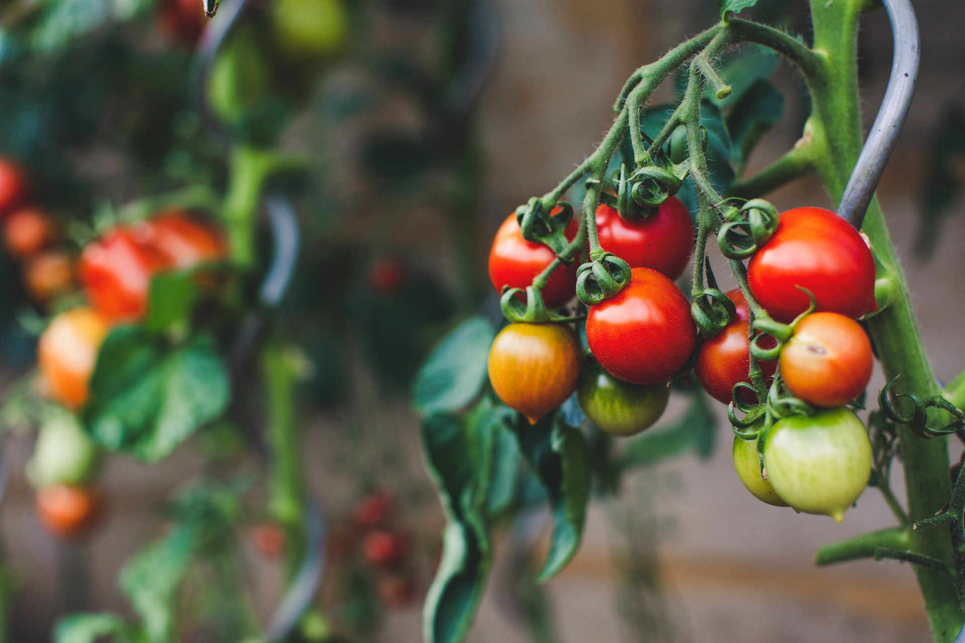 Jak uprawiać pomidory „bawole serce”?